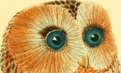 Illustration extraite du site The Biodiversity Heritage Library